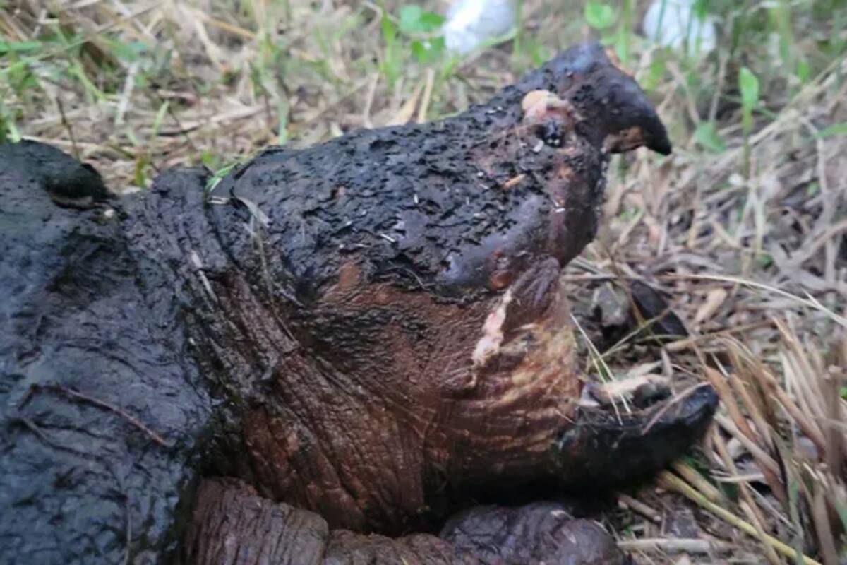En Texas, pescador encuentra tortuga caimán de probablemente más de 100 años