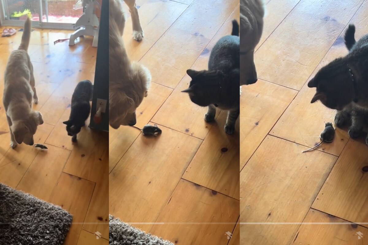Perro y gato se hacen virales al rehusarse cazar un ratón (VIDEO)