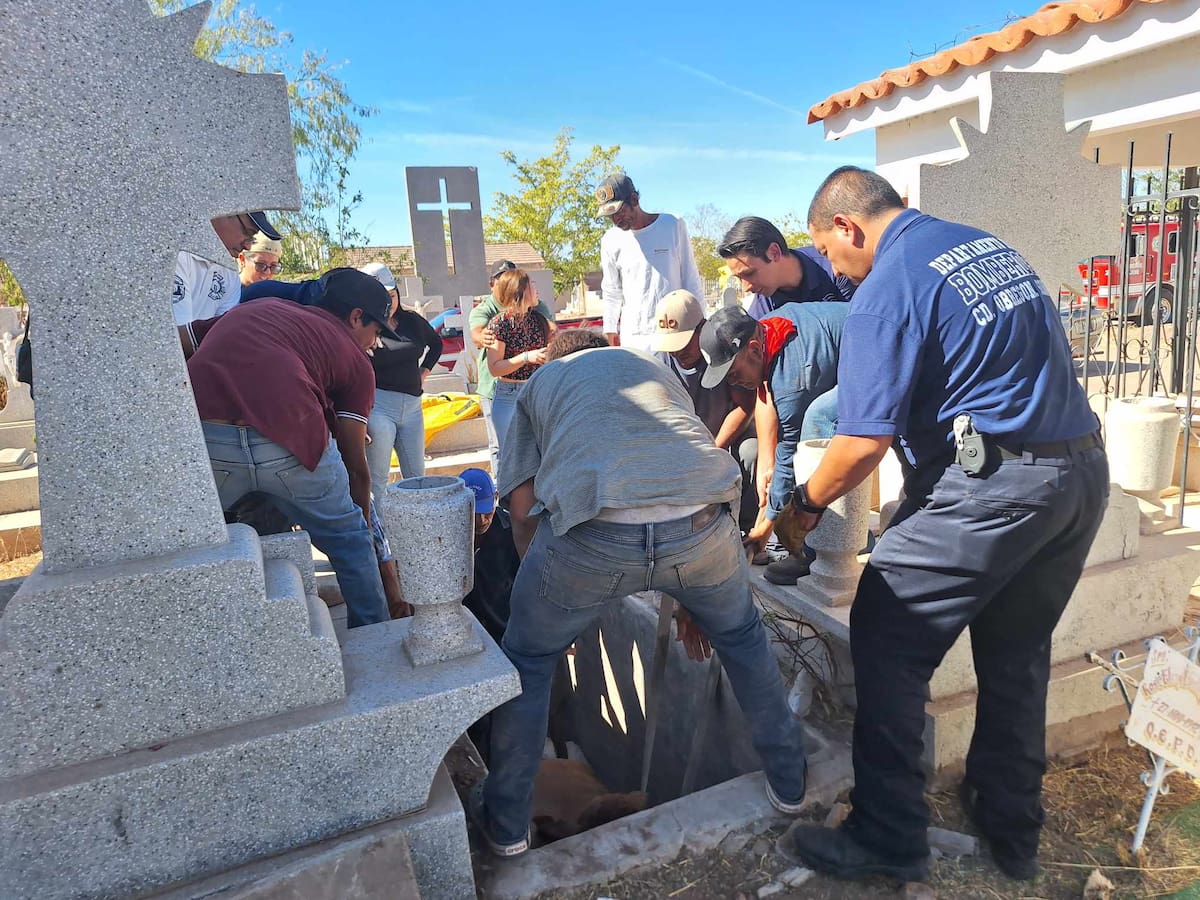 Varios voluntarios ayudaron a sacar al becerro atorado en una tumba dentro de un panteón de Ciudad Obregón. | Mayra Echeverría