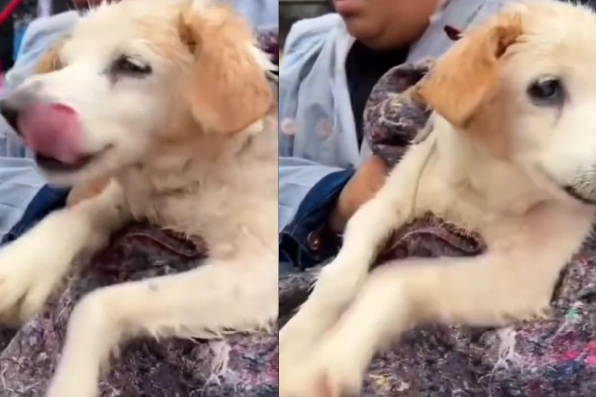 VIDEO de perrito traumado en Brasil conmueve al mundo: sigue “nadando” tras ser rescatado de inundaciones