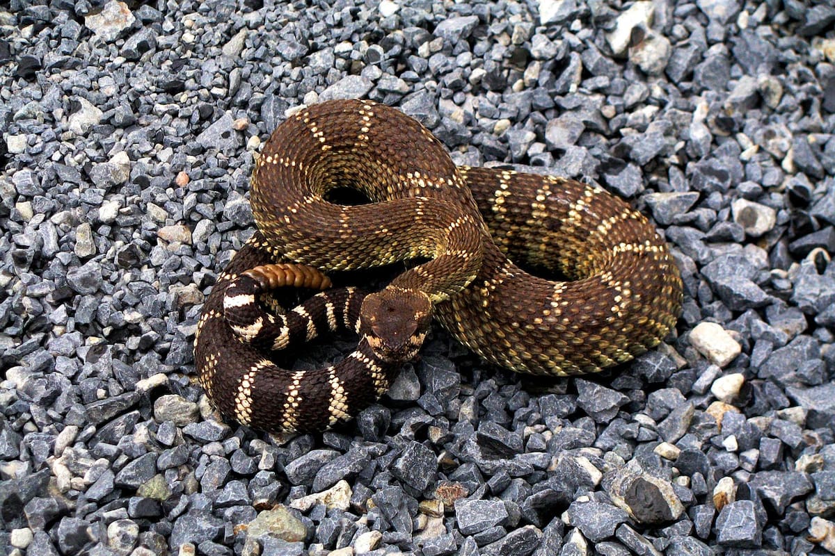 Día Mundial de las Serpientes: ¿Cuáles son las más venenosas?