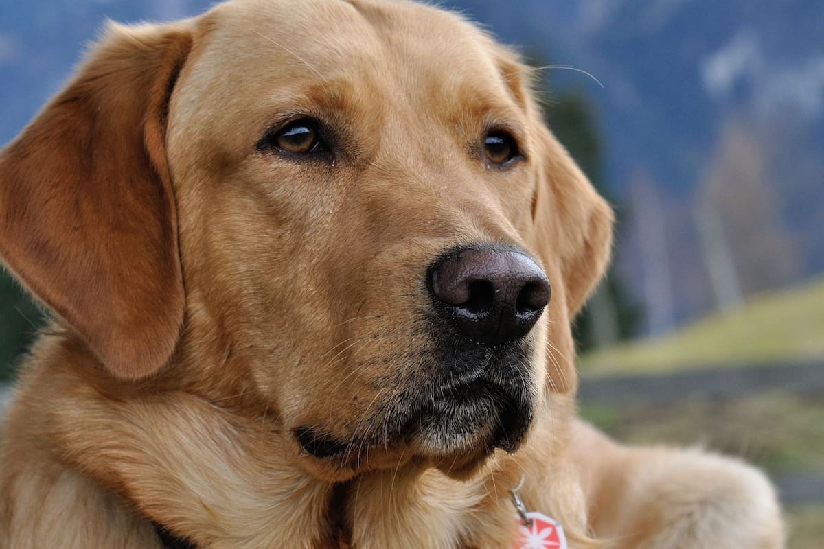 Los nombres de perros más populares que nunca pasarán de moda