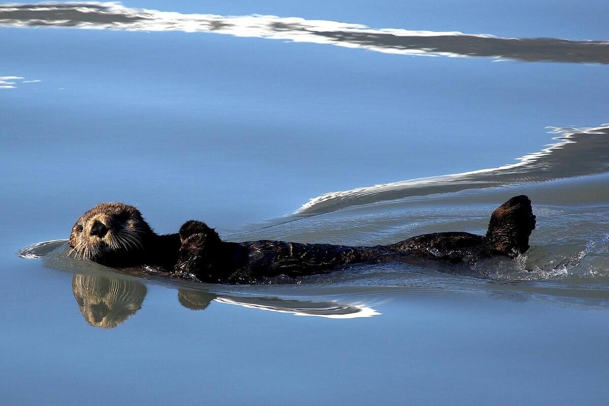 VIDEO: La nutria, una ternura de la naturaleza da a luz en tierra