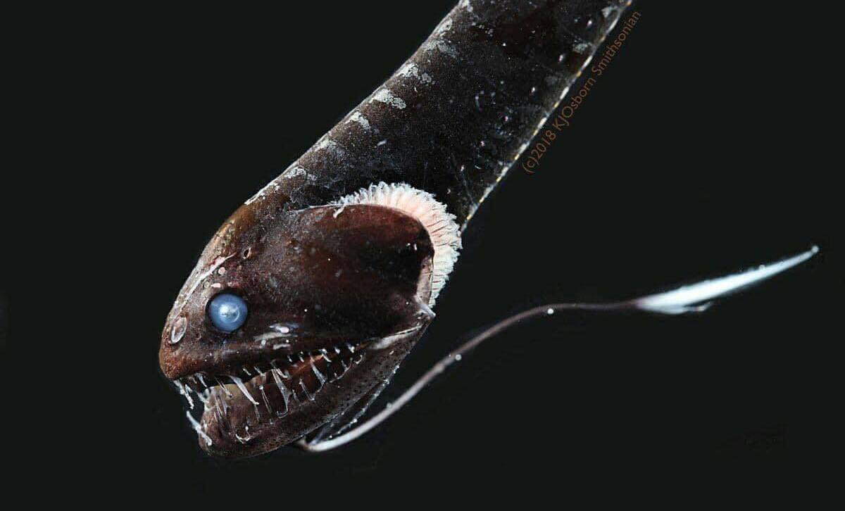 Idiacanthus antrostomus