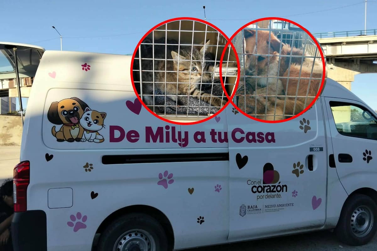 Trasladan a Mexicali perros y gatos rescatados de la canalización del Río Tijuana