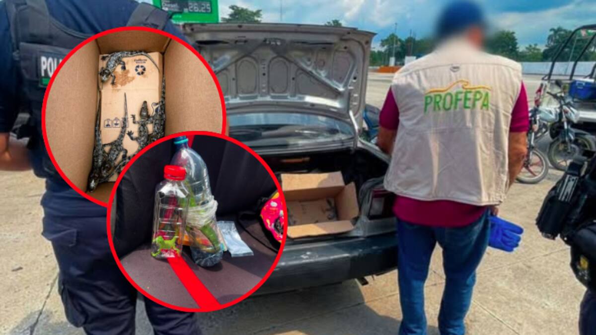 Rescatan 40 animales silvestres en cajas y varas: los traficaban en carretera de Tabasco a Veracruz