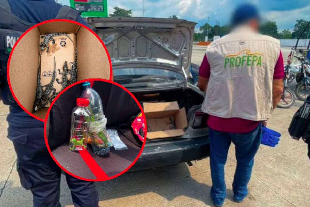 Rescatan 40 animales silvestres en cajas y varas: los traficaban en carretera de Tabasco a Veracruz