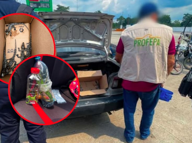 Rescatan 40 animales silvestres en cajas y varas: los traficaban en carretera de Tabasco a Veracruz