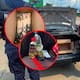 Rescatan 40 animales silvestres en cajas y varas: los traficaban en carretera de Tabasco a Veracruz