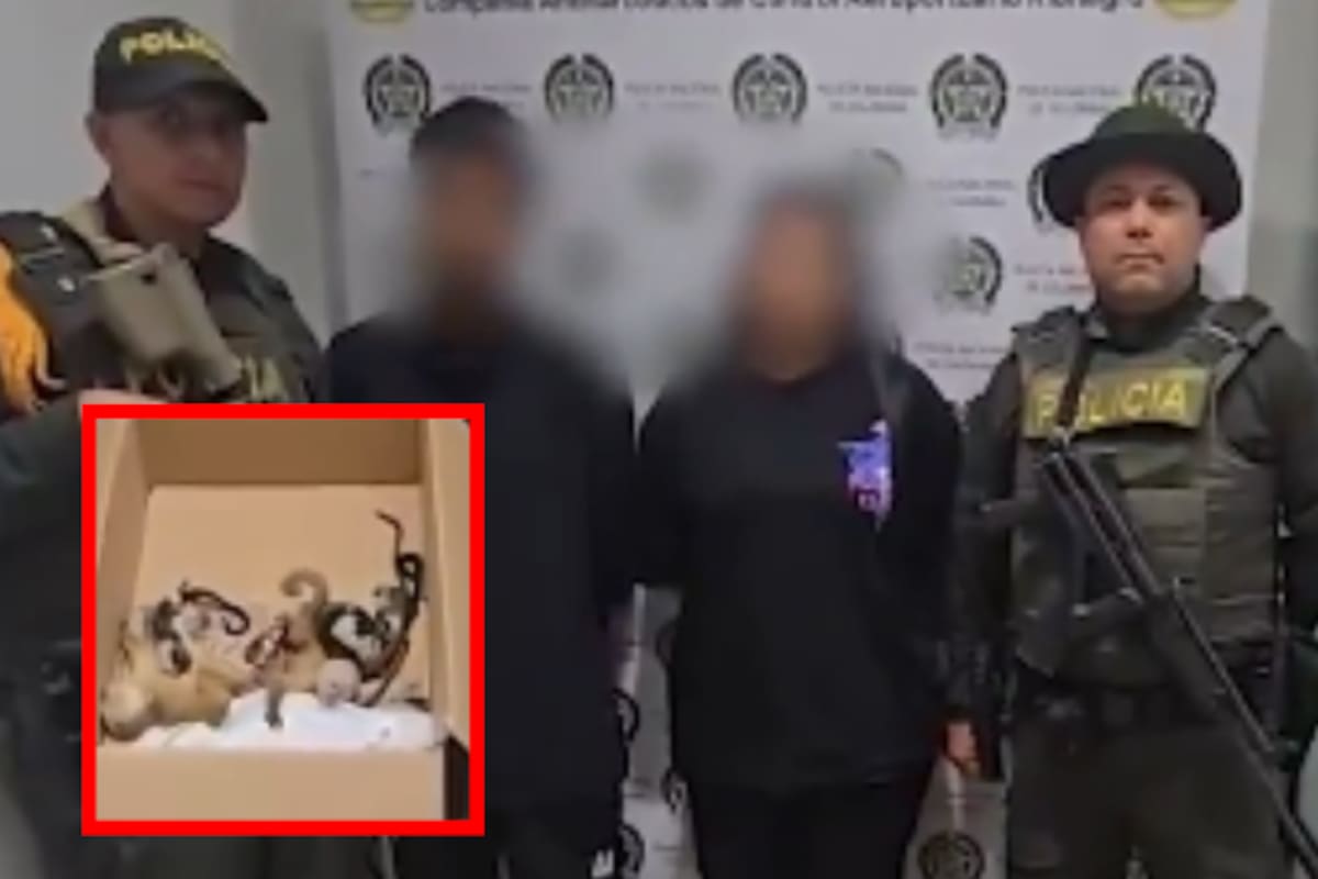 Horror en aeropuerto de Medellín: pareja llevaba monos sedados en sus partes íntimas