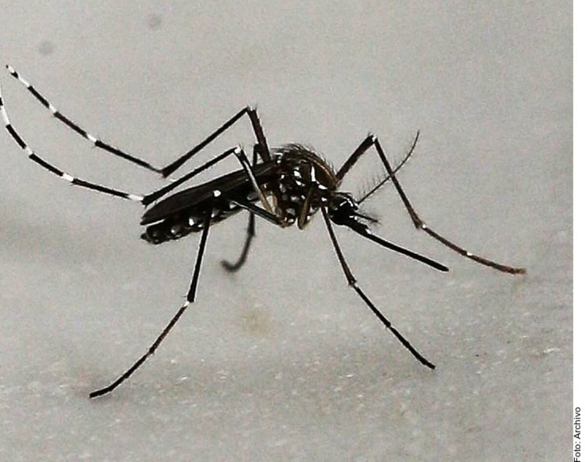 El personal de Vectores, en la Secretaría de Salud, siempre debe presentarse con un gafete, chaleco con el nombre e institución a la que pertenecen. Foto: Especial.