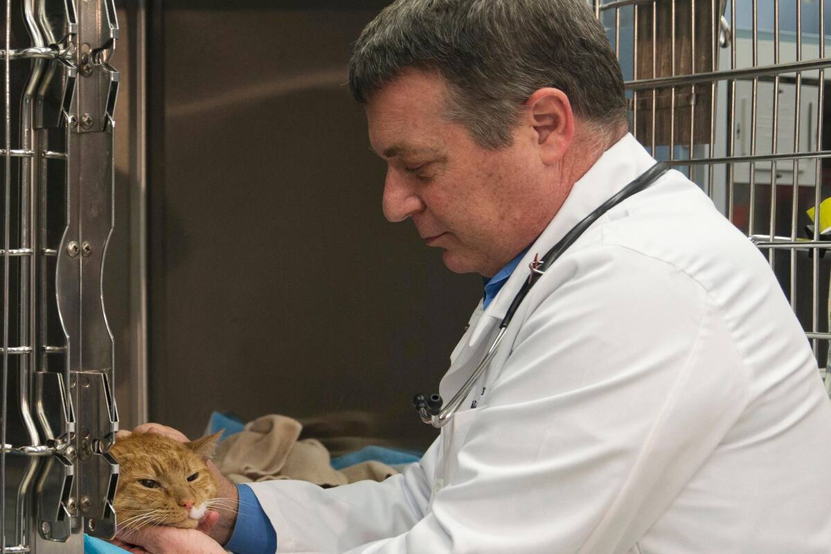 Nueva York podría prohibir la amputación de garras de gatos