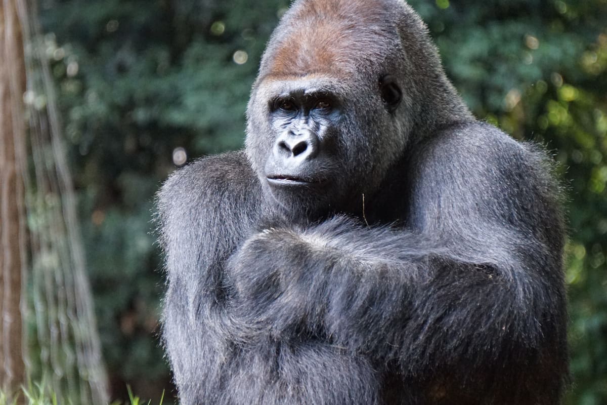 ¿Qué comen los gorilas?; biólogo responde