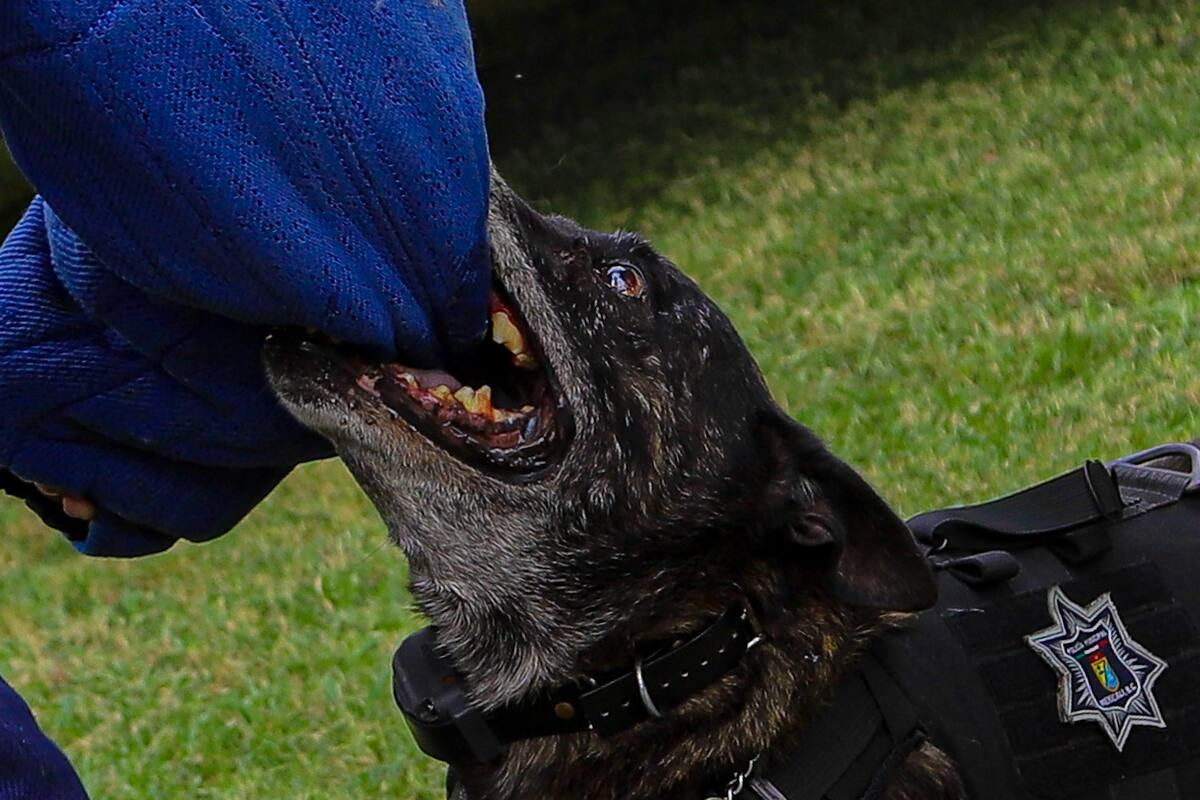 RED, el perro que nació para ser policía