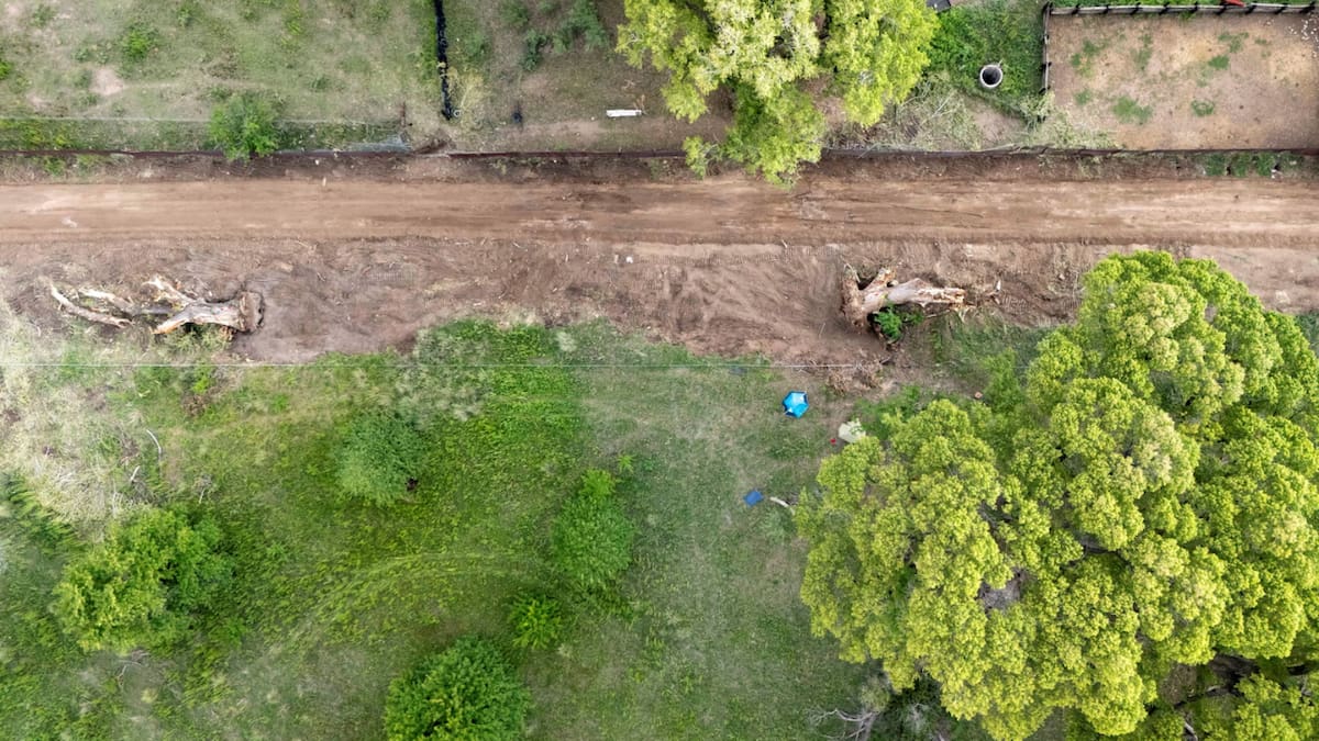 Activistas instalaron una plataforma entre las ramas del árbol para mantener una protesta continua contra su posible tala por el muro fronterizo. (REUTERS)