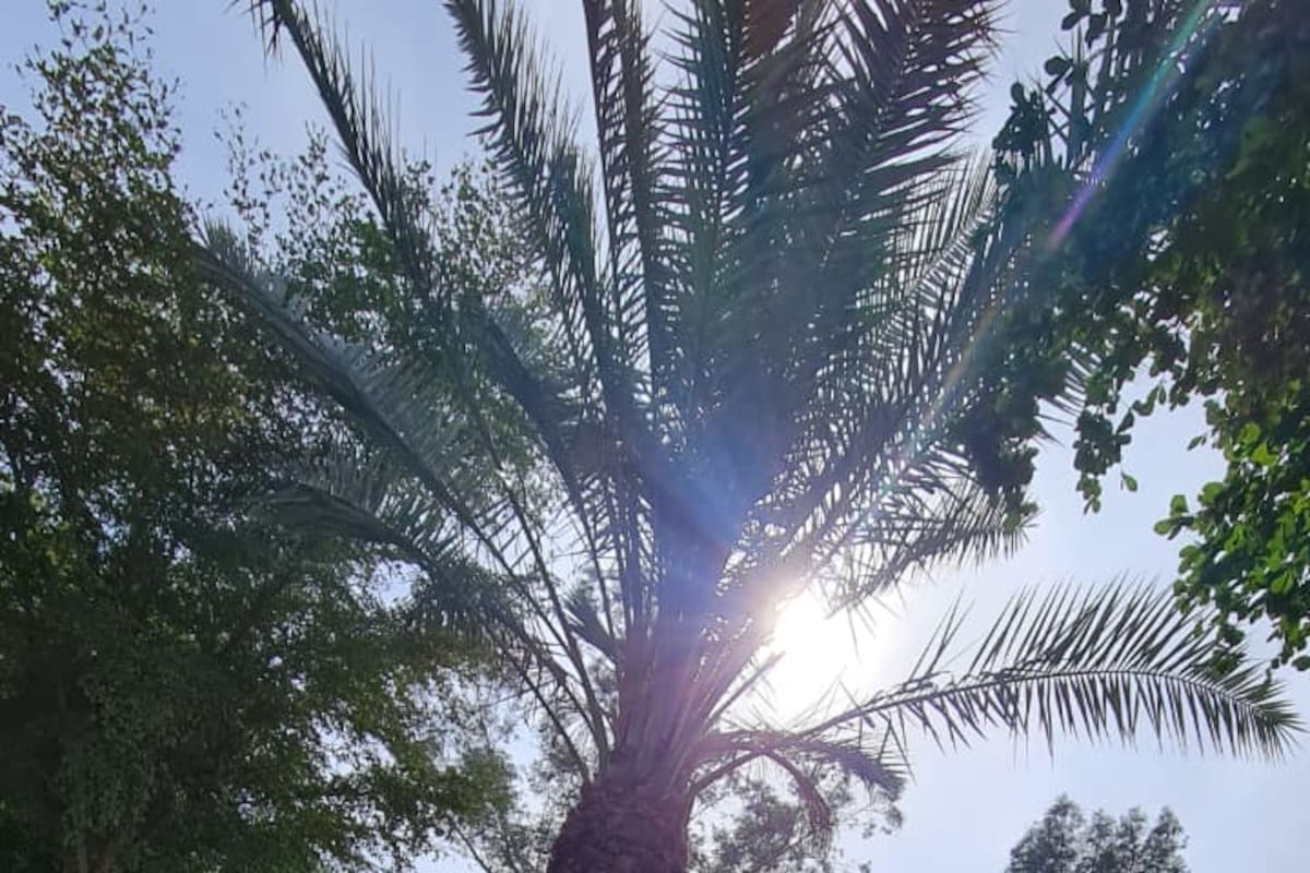 Mexicali tendrá un martes soleado con vientos moderados