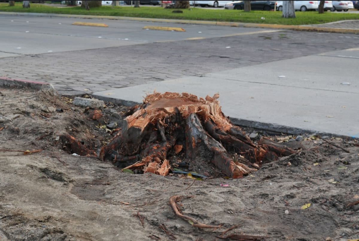 Las autoridades de Tijuana revisan denuncias sobre tala de árboles en la vía pública, relacionadas con las obras de Porsche y el Hospital Puerta de Hierro. Si se detectan irregularidades, se aplicarán sanciones ambientales. Foto: Cortesia