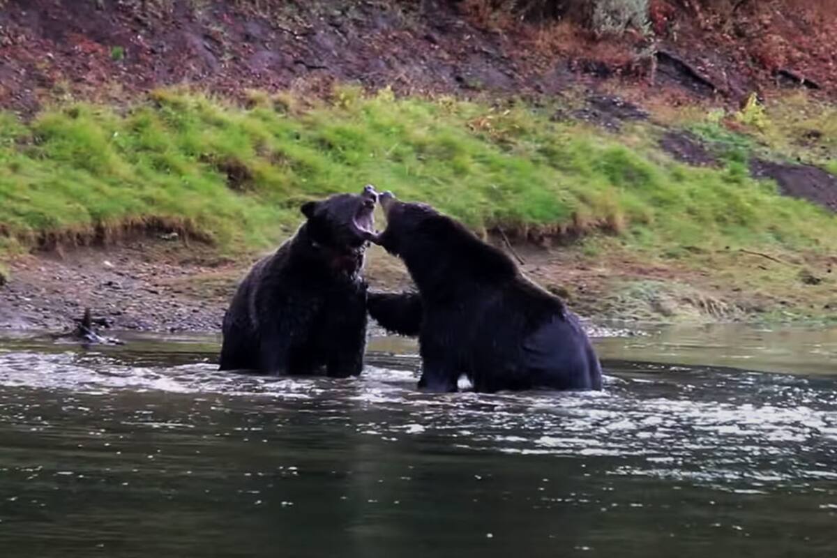 Pelea de osos en un río por los restos de un ciervo