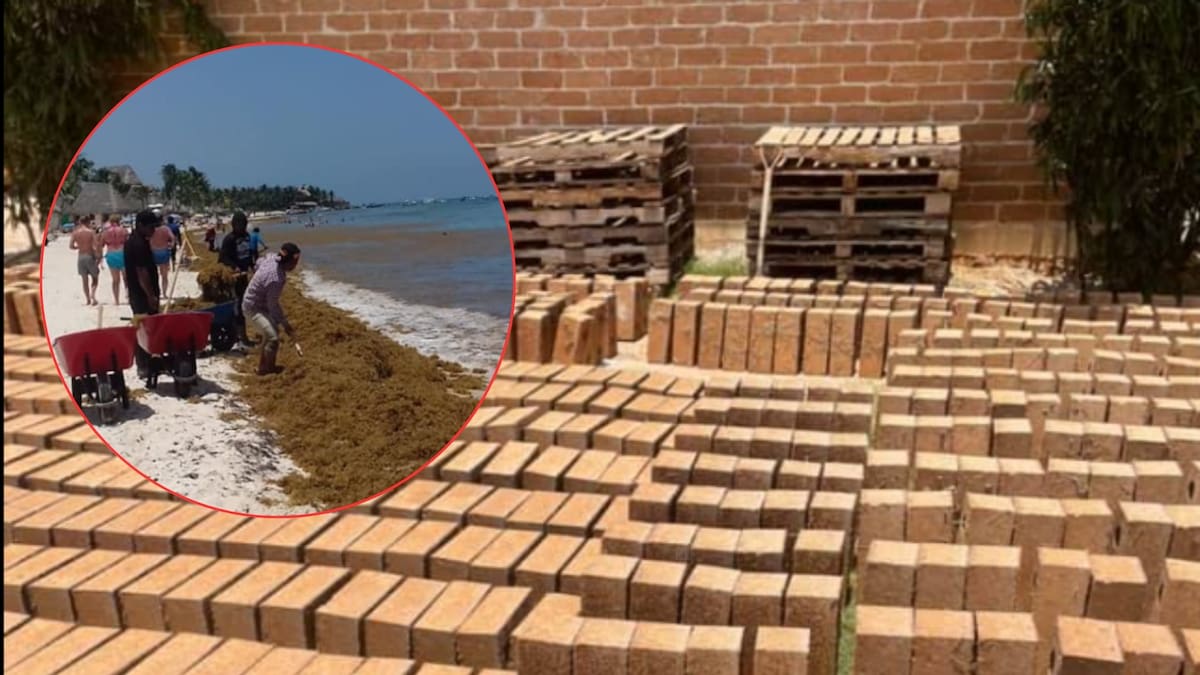 Mexicano convierte el sargazo en bloques de construcción con 40% de alga y reduce hasta 40% el costo de vivienda en el Caribe; la UNAM validó resistencia ante sismos y huracanes en la primera casa edificada con este material
