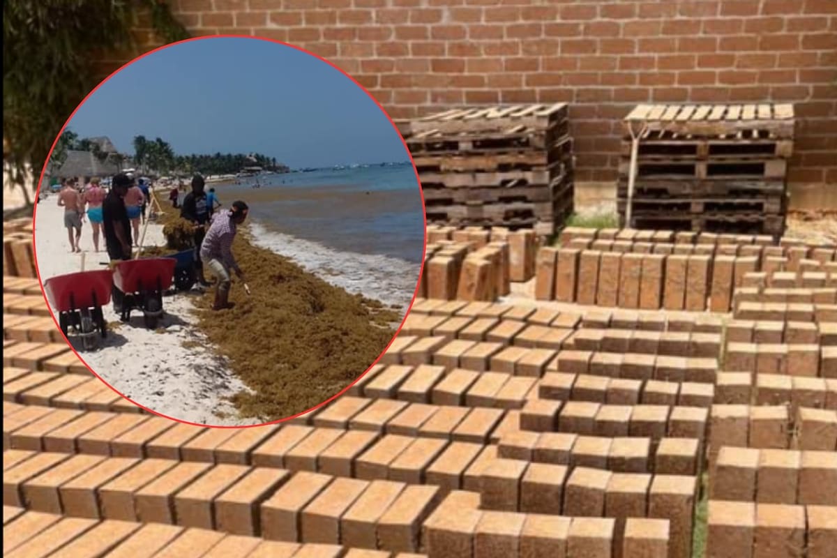 Mexicano convierte el sargazo en bloques de construcción con 40% de alga y reduce hasta 40% el costo de vivienda en el Caribe; la UNAM validó resistencia ante sismos y huracanes en la primera casa edificada con este material