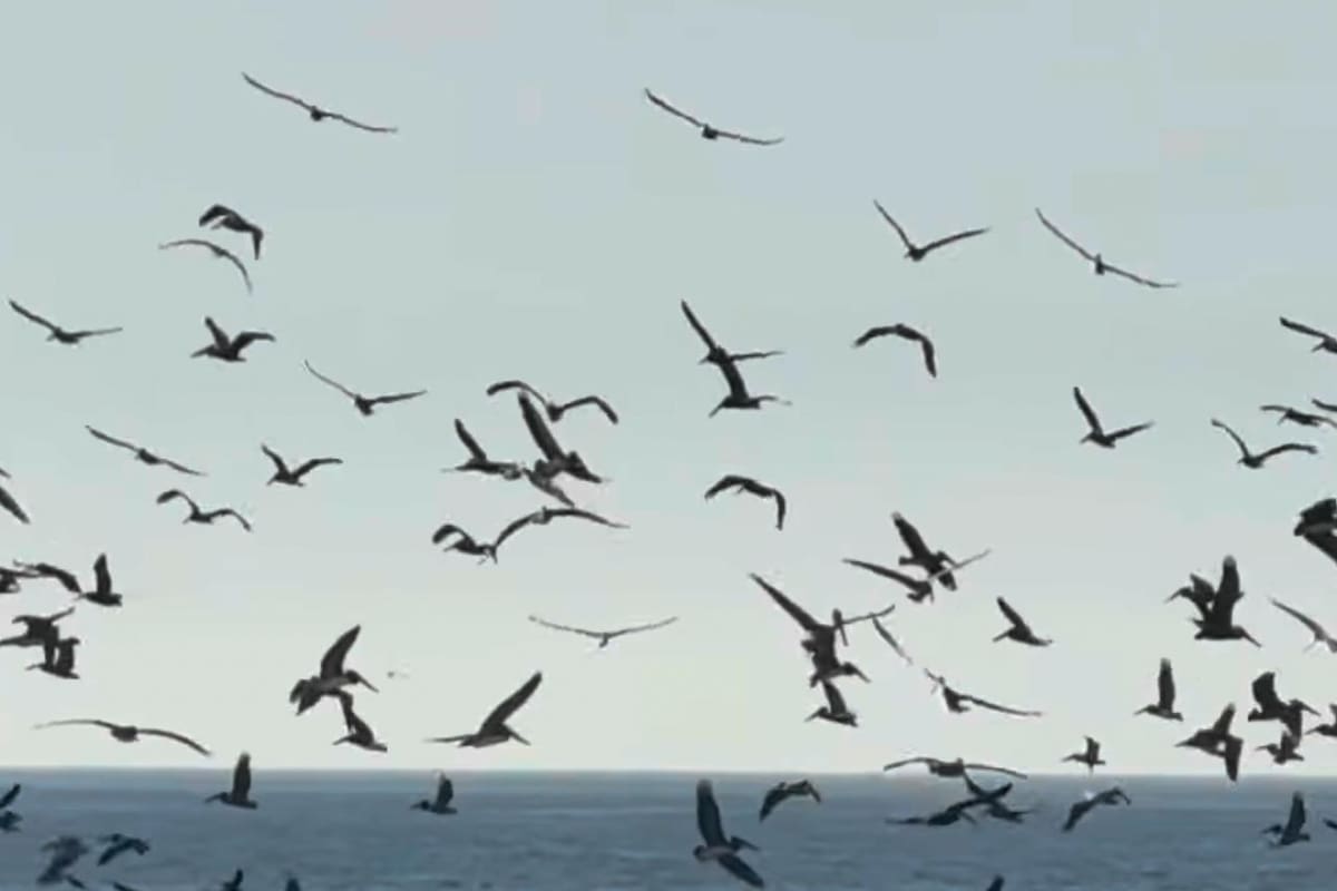 “Un mar de alas”: pelícanos invaden las playas de Rosarito