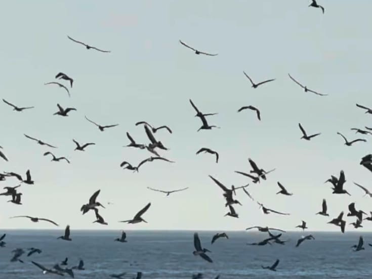 “Un mar de alas”: pelícanos invaden las playas de Rosarito