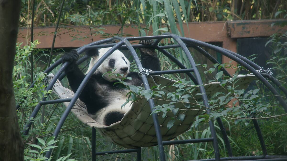 Visitas gratuitas: Los visitantes del Zoológico de Chapultepec pueden ver a Xin Xin de manera gratuita durante el horario normal del zoológico.