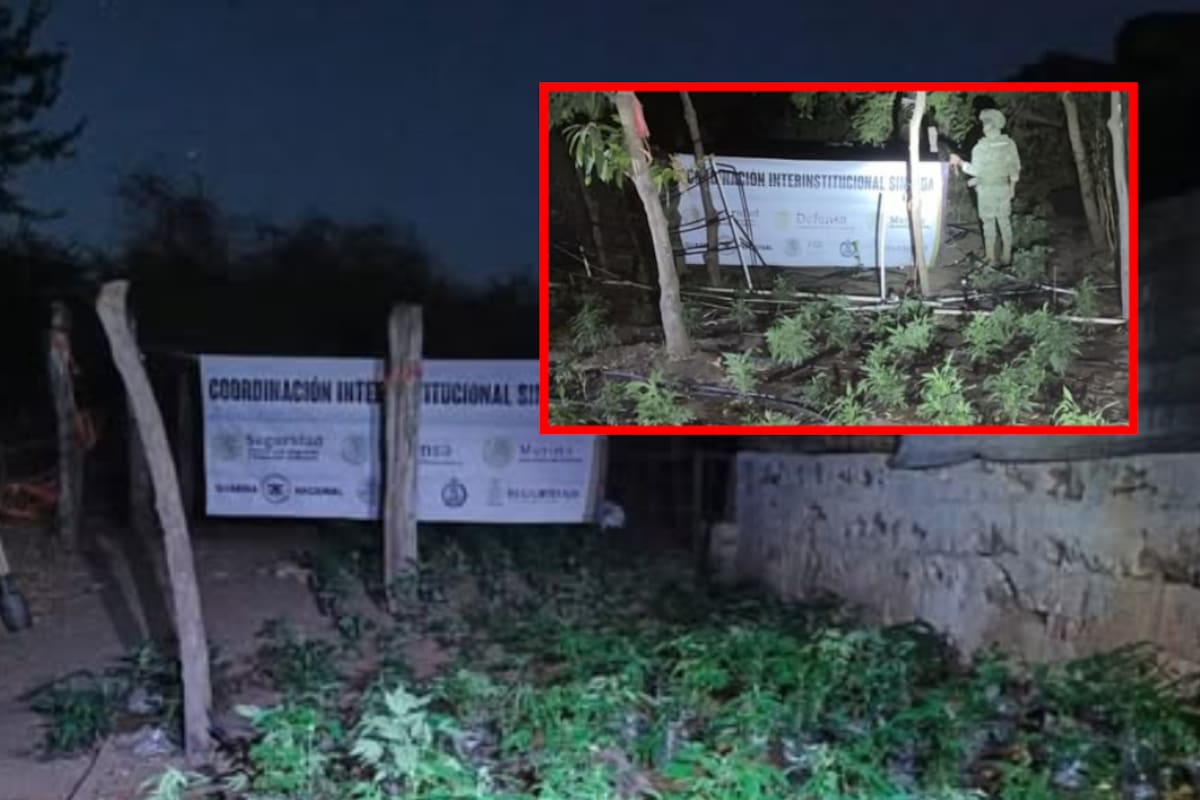 Autoridades erradican plantío de marihuana en Elota, Sinaloa