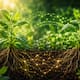 ¿Sabías que las plantas pueden “oler” y responder a las feromonas de otras plantas?