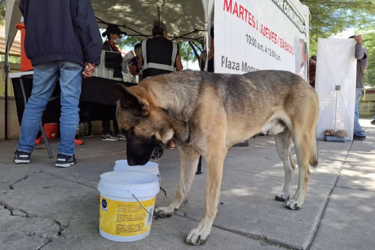 Llaman a proteger a mascotas de altas temperaturas