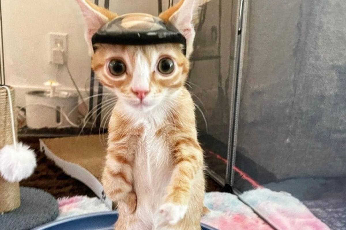 Un pequeño gatito debe usar casco para evitar golpearse