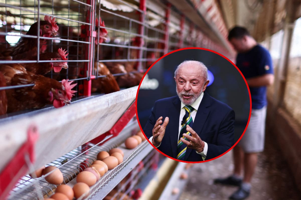 México suspende importaciones de pollo de Brasil por un brote de Newcastle y restringe la entrada de carne, huevo fértil y aves vivas para proteger la producción nacional