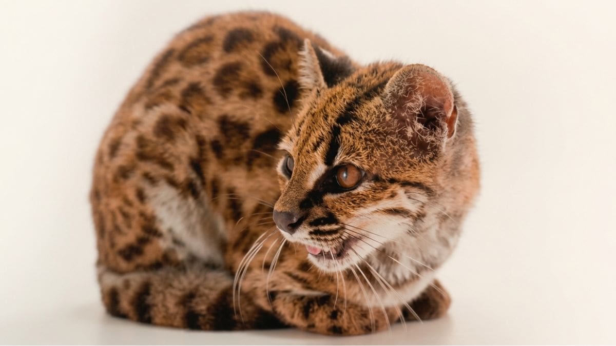 Descubren una nueva especie de gato tras años de ser confundido con un gato ‘’diferente’'