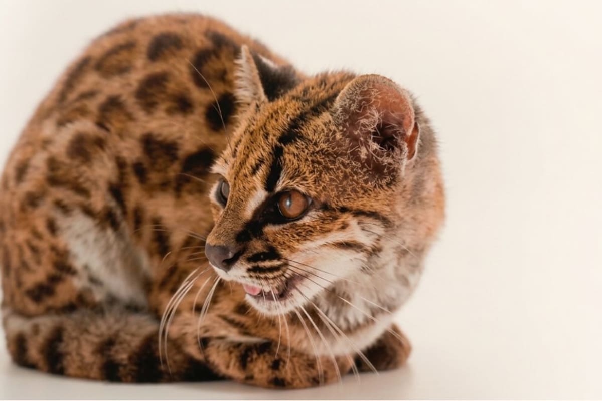 Descubren una nueva especie de gato tras años de ser confundido con un gato ‘’diferente’'