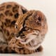 Descubren una nueva especie de gato tras años de ser confundido con un gato ‘’diferente’'