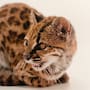 Descubren una nueva especie de gato tras años de ser confundido con un gato ‘’diferente’'