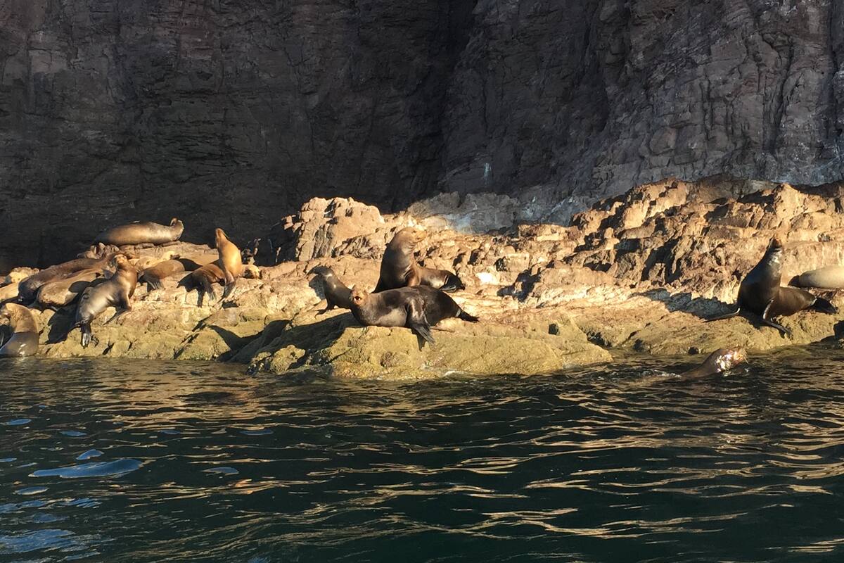 Mortandad masiva de mamíferos marinos ya se había registrado en el Golfo de California: CIAD