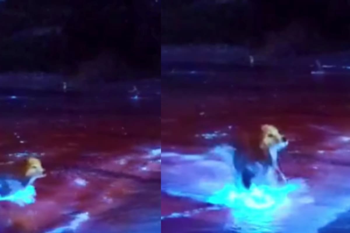 ¡Un perrito que brilla en azul!: lomito se vuelve viral tras bañarse en el mar de Nueva Zelanda y salir completamente azul