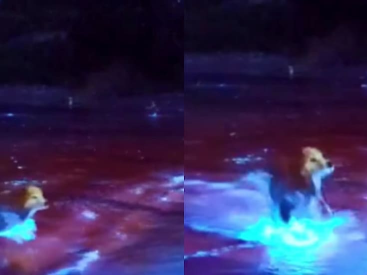 ¡Un perrito que brilla en azul!: lomito se vuelve viral tras bañarse en el mar de Nueva Zelanda y salir completamente azul