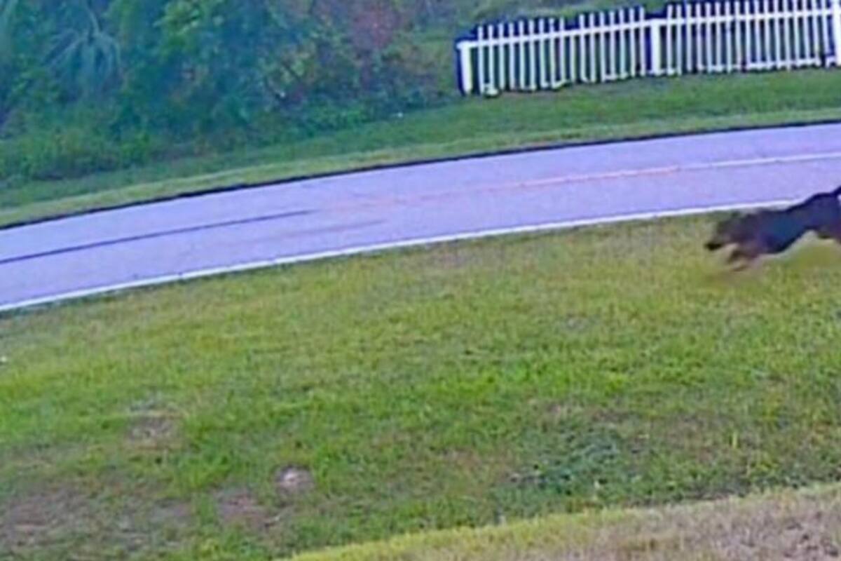 VIDEO: Perro salva a un niño de ser atacado por un agresivo perro