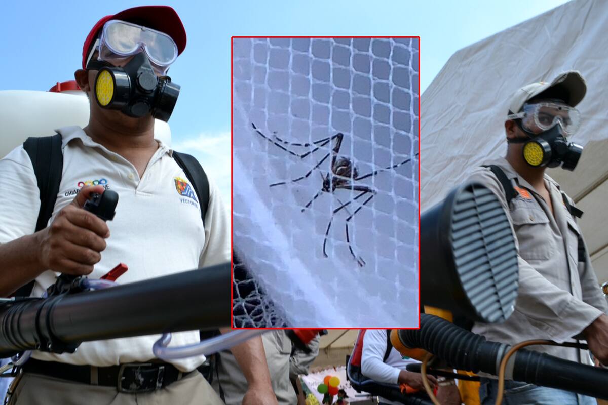 Mosquitos del dengue mutan ante fumigación, revela estudio, ¿Cómo alejarlos de casa?