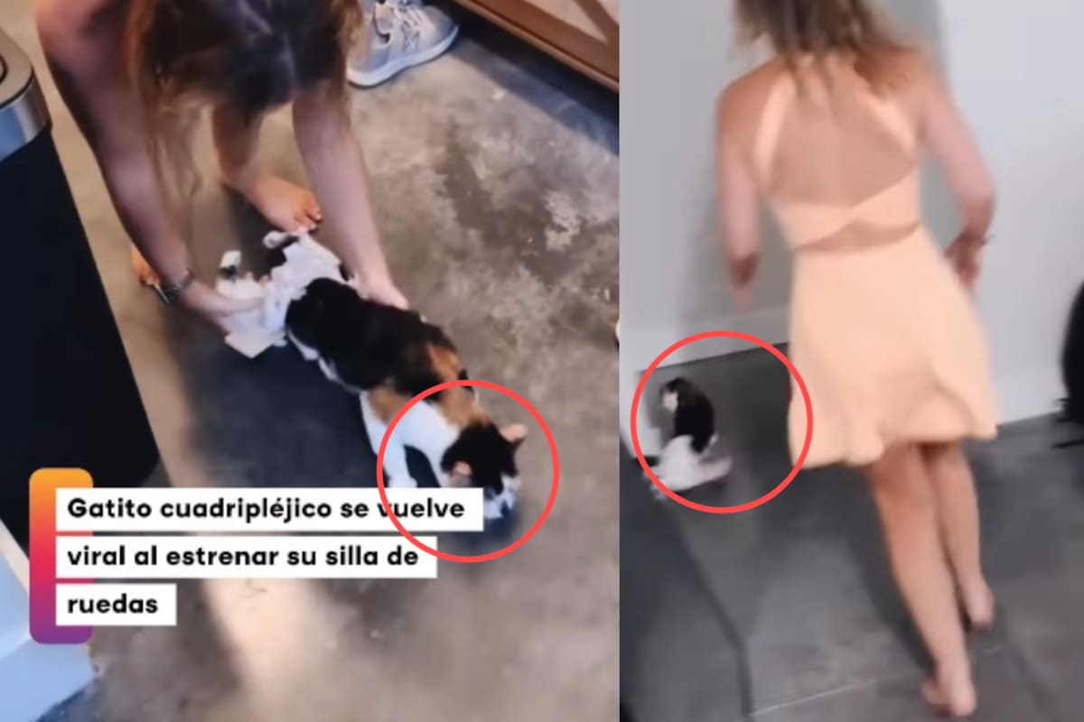 Es el gato terreneitor: gatito cuadripléjico se vuelve viral al estrenar su nueva silla de ruedas