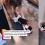 Es el gato terreneitor: gatito cuadripléjico se vuelve viral al estrenar su nueva silla de ruedas