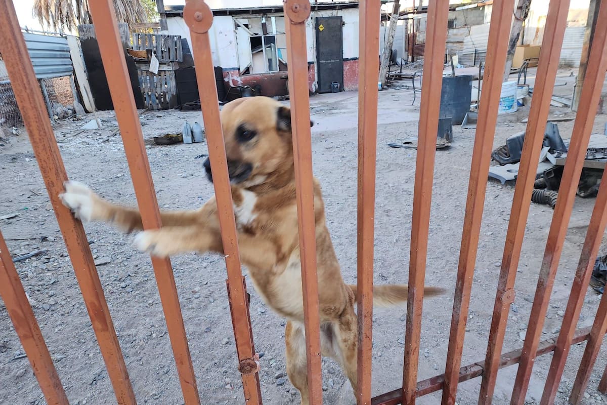 Rescatan a perrito en abandono y su reacción conmueve a Mexicali