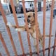 Rescatan a perrito en abandono y su reacción conmueve a Mexicali