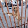Rescatan a perrito en abandono y su reacción conmueve a Mexicali