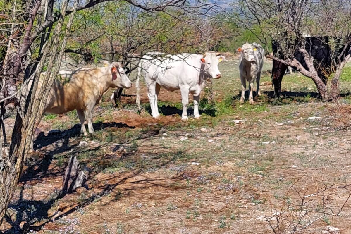 Lluvias “sanjuaneras” animan a ganaderos de Ímuris y Magdalena