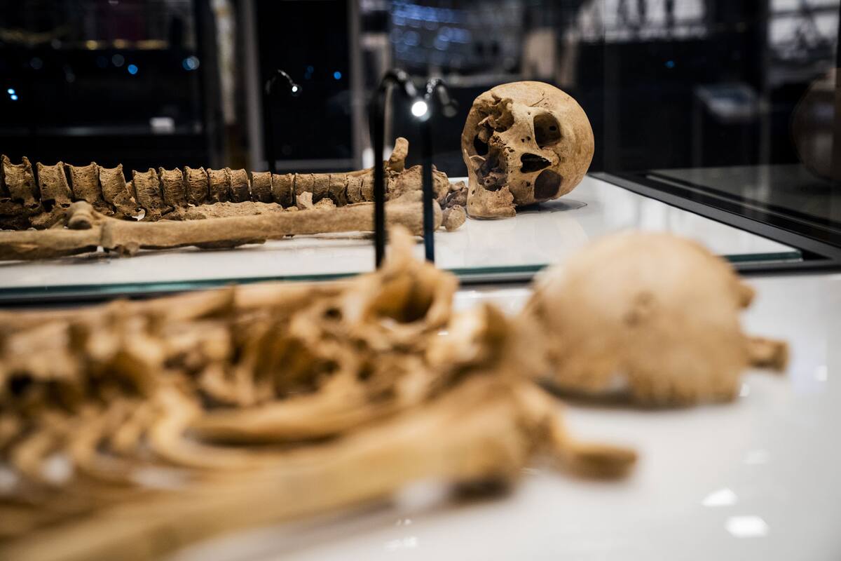 Exhibirán en Dinamarca esqueletos de la era de los vikingos