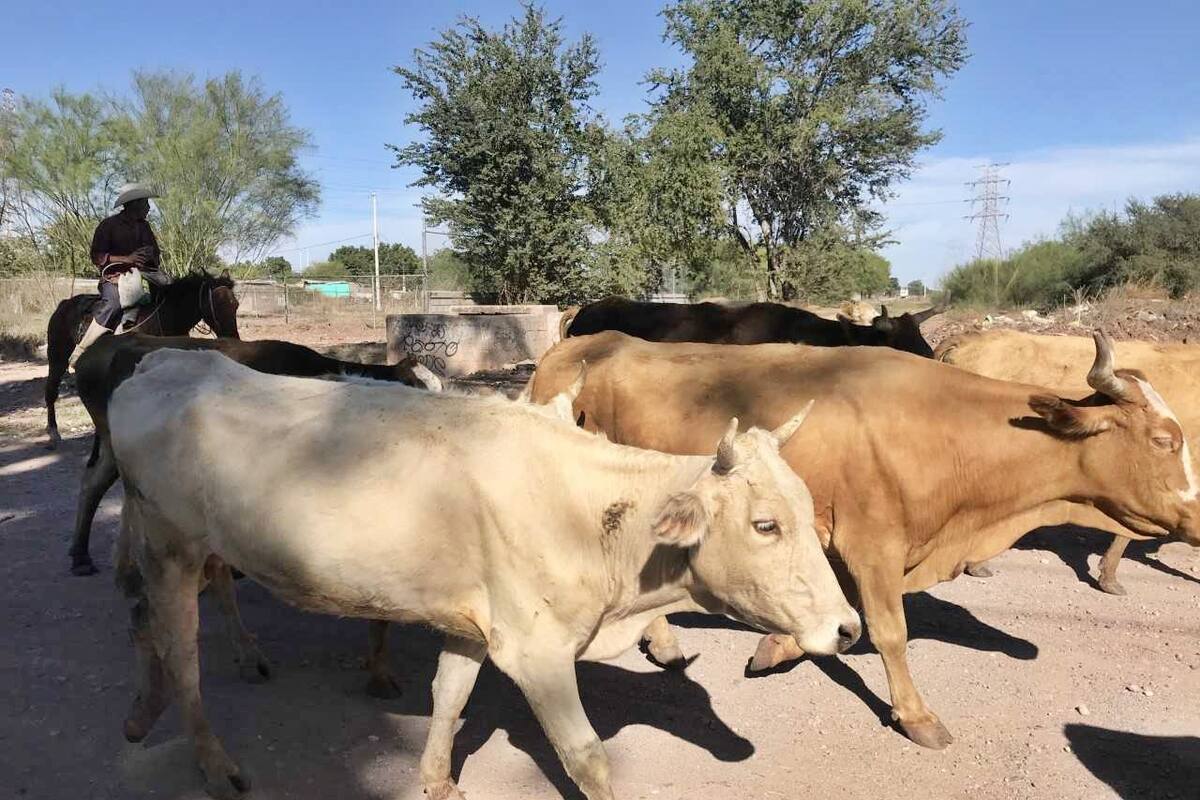 Ganaderos nogalenses auguran que tendrán una buena primavera
