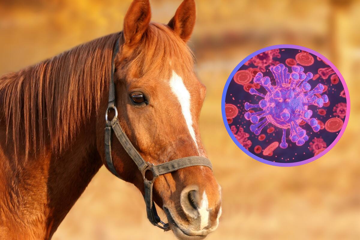 Virus mortal detectado en caballos en EU: Se puede contagiar a humanos a través de mosquitos
